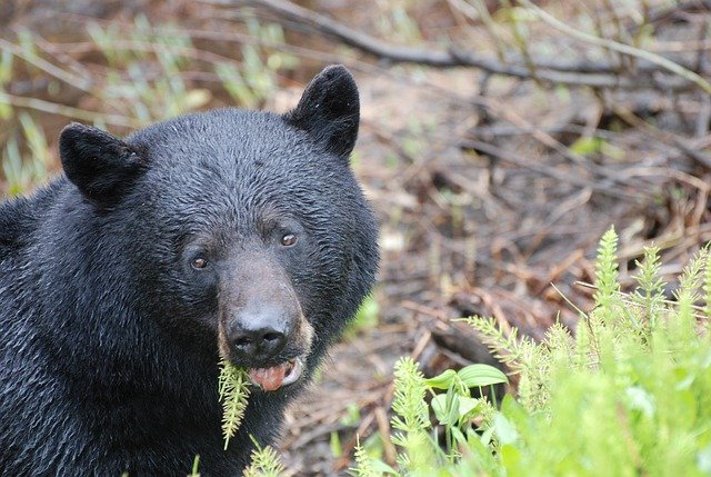 Free download black bear animals head b c free picture to be edited with GIMP free online image editor