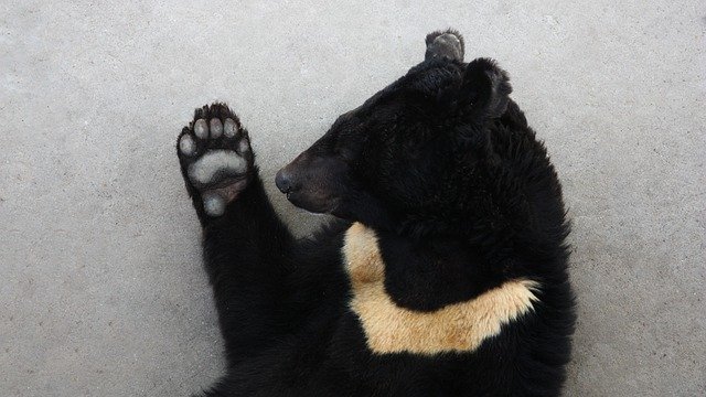 Free download Black Bear Asian On The -  free photo or picture to be edited with GIMP online image editor
