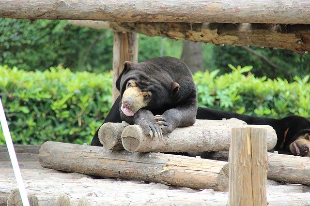 Muat turun percuma Black Bear Zoo Summer The - foto atau gambar percuma untuk diedit dengan editor imej dalam talian GIMP