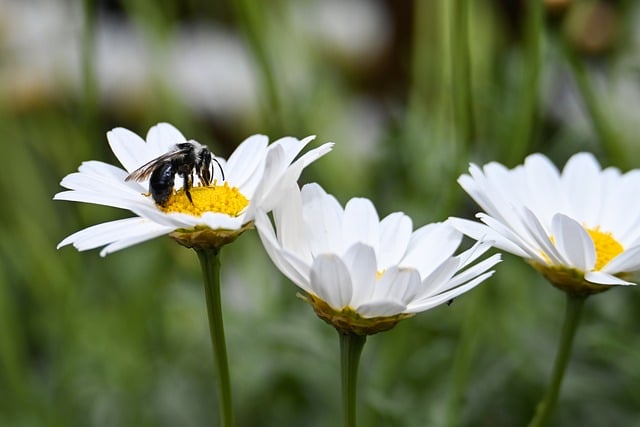 Free download black bee bee insect nature macro free picture to be edited with GIMP free online image editor