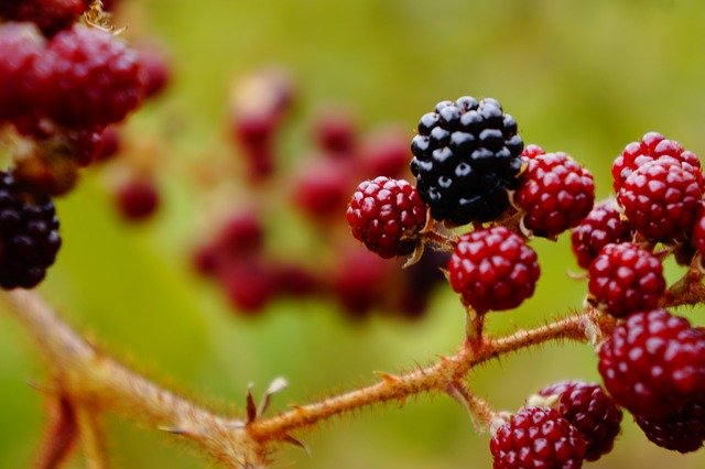 Free picture Blackberries Berries Fresh -  to be edited by GIMP free image editor by OffiDocs