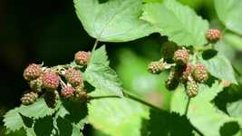 Free download Blackberries Berries Fruit -  free video to be edited with OpenShot online video editor
