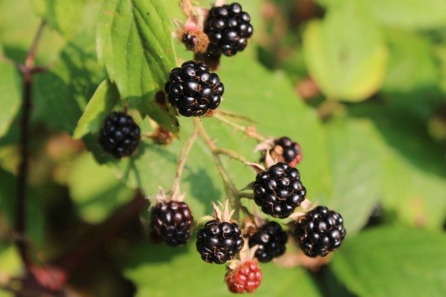 Free download Blackberries Forest Wild Berries -  free photo or picture to be edited with GIMP online image editor