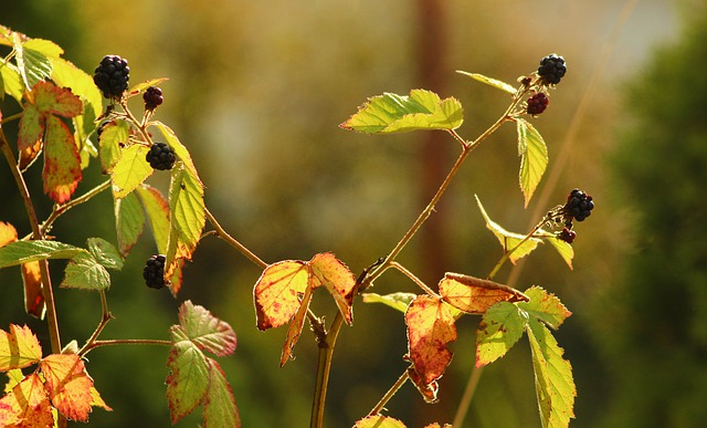 Free download blackberries fruit branches free picture to be edited with GIMP free online image editor