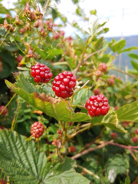 دانلود رایگان Blackberries Fruit Immature - عکس یا تصویر رایگان قابل ویرایش با ویرایشگر تصویر آنلاین GIMP