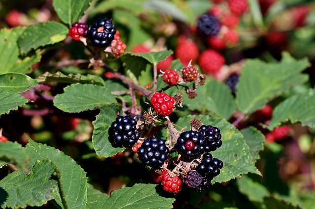 Download gratuito Blackberry Fruits Food - foto o immagine gratuita da modificare con l'editor di immagini online di GIMP