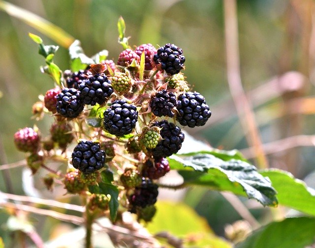 Free download Blackberries Fruits Of The -  free photo or picture to be edited with GIMP online image editor