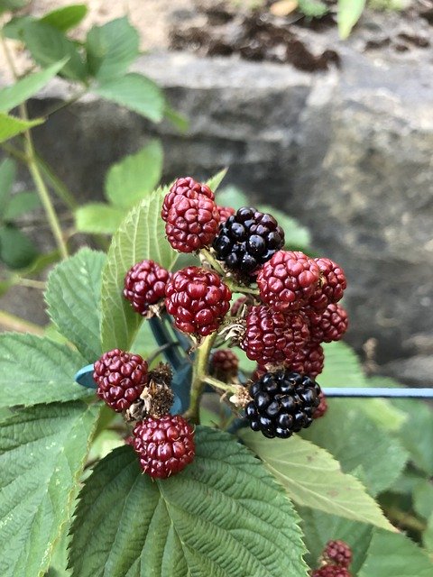 Téléchargement gratuit Blackberries Green Berries - photo ou image gratuite à éditer avec l'éditeur d'images en ligne GIMP