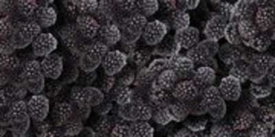 Free download Blackberries free photo or picture to be edited with GIMP online image editor
