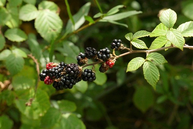 Free download Blackberries Mulberry Fruits Of -  free photo or picture to be edited with GIMP online image editor
