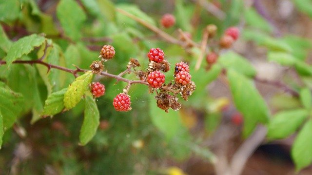 Free download Blackberries Nature Fruit -  free free photo or picture to be edited with GIMP online image editor