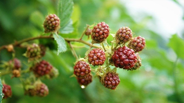 Free download Blackberries Red Bush -  free photo or picture to be edited with GIMP online image editor