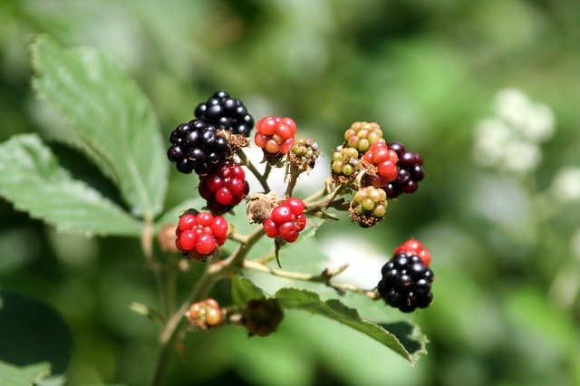 Free download Blackberries Wild Fruit -  free photo or picture to be edited with GIMP online image editor