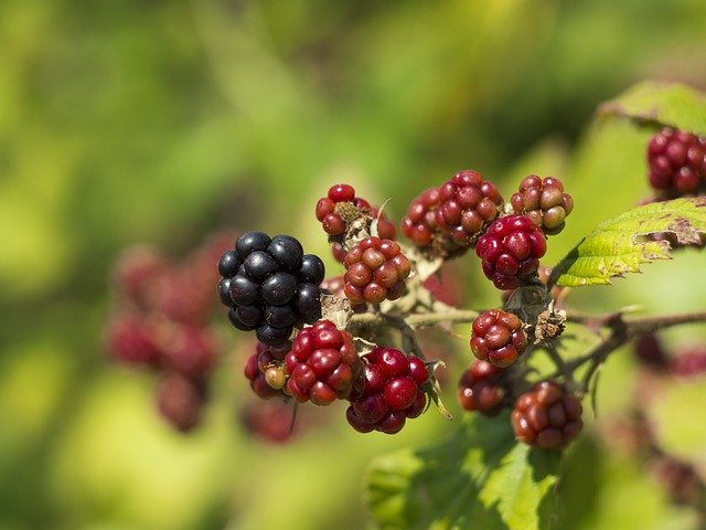 Unduh gratis Blackberry Berry Summer - foto atau gambar gratis untuk diedit dengan editor gambar online GIMP