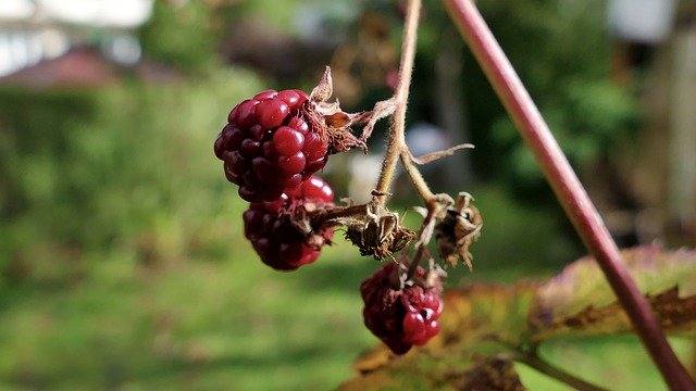 Download gratuito Blackberry Blackberries Red Fruits - foto o immagine gratuita da modificare con l'editor di immagini online di GIMP