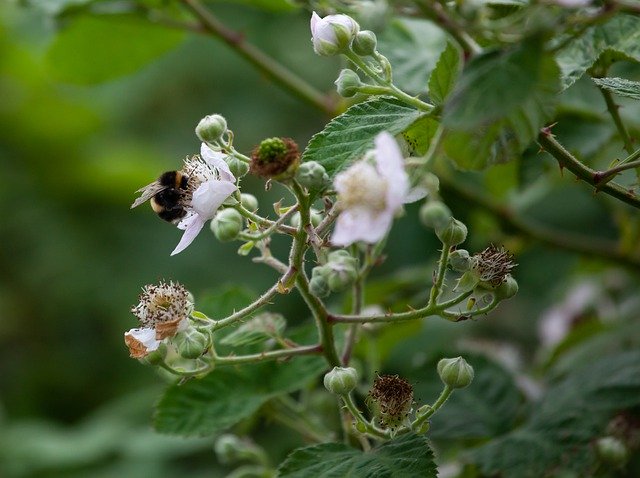 Free download Blackberry Blossom -  free photo or picture to be edited with GIMP online image editor