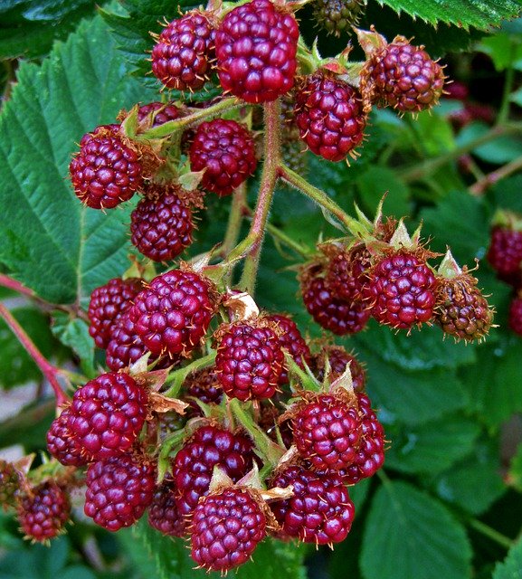 Free download Blackberry Fruit Hedge -  free photo or picture to be edited with GIMP online image editor