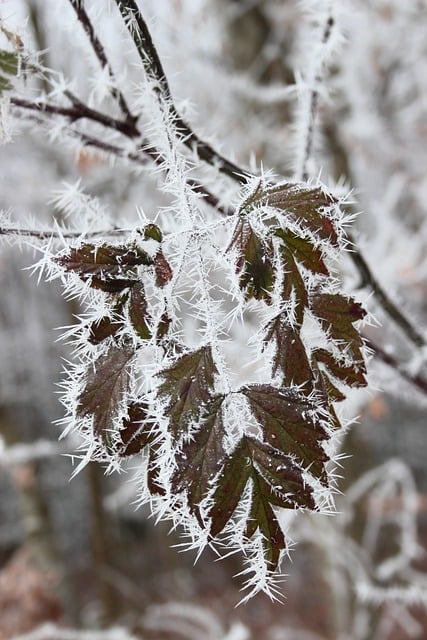 Free download blackberry leaves autumn leaves icy free picture to be edited with GIMP free online image editor