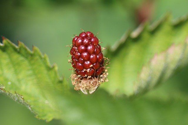 Bezpłatne pobieranie Blackberry Mature Bio Early Summer - bezpłatne zdjęcie lub obraz do edycji za pomocą internetowego edytora obrazów GIMP