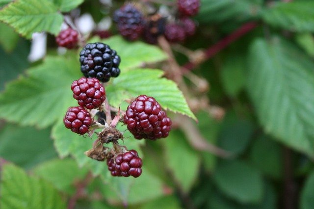 Free download Blackberry Plans Nature -  free photo or picture to be edited with GIMP online image editor