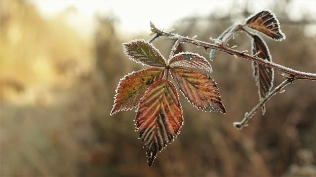 دانلود رایگان ورق سیاه توت زمستانی عکس رایگان منجمد برای ویرایش با ویرایشگر تصویر آنلاین رایگان GIMP