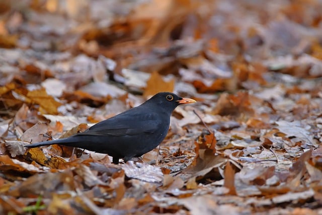 Free download blackbird autumn bird forest free picture to be edited with GIMP free online image editor
