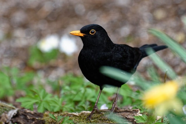 Free download blackbird bird animal beak free picture to be edited with GIMP free online image editor