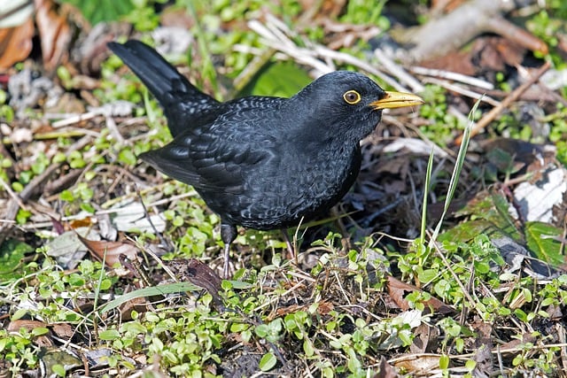 ดาวน์โหลดภาพสัตว์ทุ่งหญ้า blackbird ฟรีเพื่อแก้ไขด้วย GIMP โปรแกรมแก้ไขภาพออนไลน์ฟรี