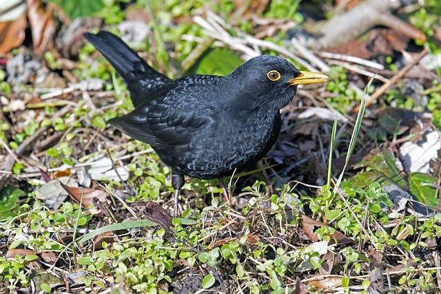 Free download blackbird bird animal meadow free picture to be edited with GIMP free online image editor