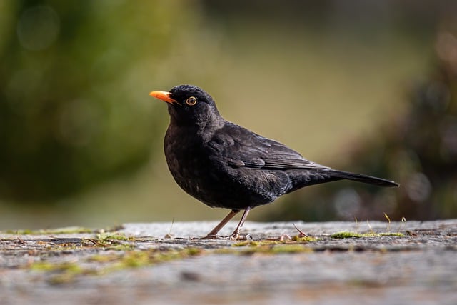 Free download blackbird bird animal nature free picture to be edited with GIMP free online image editor