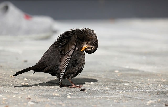 Muat turun percuma gambar percuma burung burung hitam haiwan burung muda untuk diedit dengan editor imej dalam talian percuma GIMP