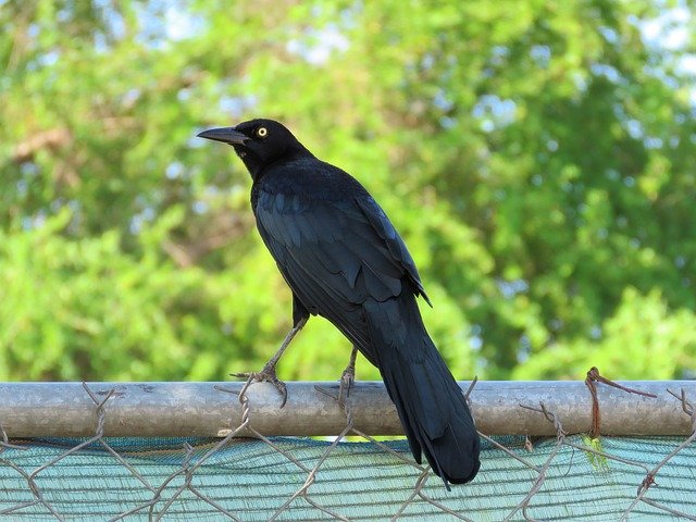 Download gratuito Blackbird Bird Black - foto o immagine gratuita gratuita da modificare con l'editor di immagini online di GIMP