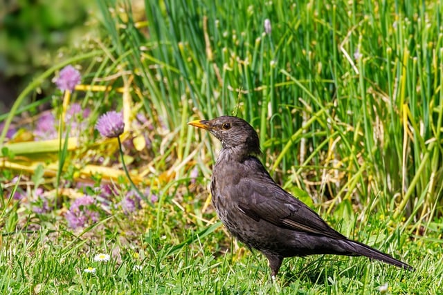 Free download blackbird bird fauna wildlife free picture to be edited with GIMP free online image editor