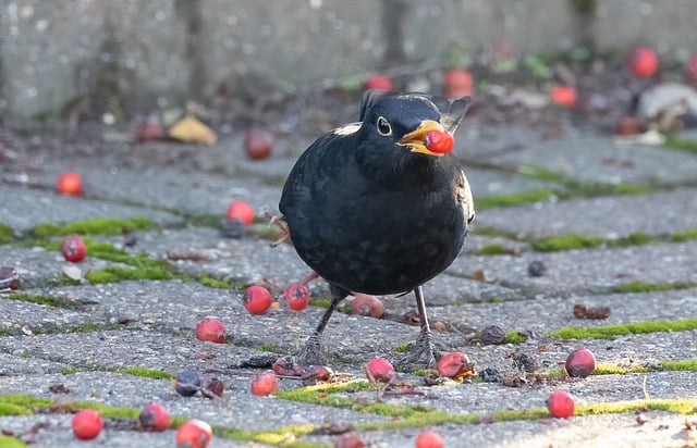 Kostenloser Download des Amsel-Vogelzauns, kostenloses Bild zur Bearbeitung mit dem kostenlosen Online-Bildeditor GIMP