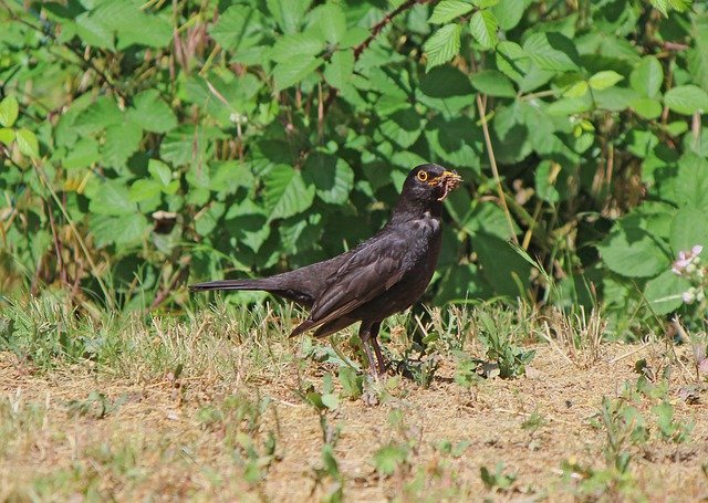 Free download Blackbird Bird Nature -  free photo or picture to be edited with GIMP online image editor