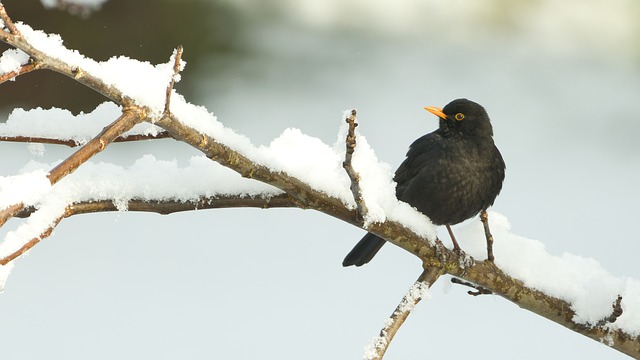 Free download blackbird bird nature animal snow free picture to be edited with GIMP free online image editor