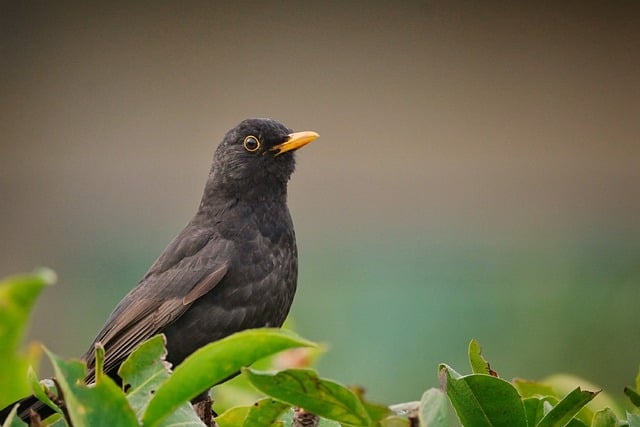 Free download blackbird bird nature garden free picture to be edited with GIMP free online image editor