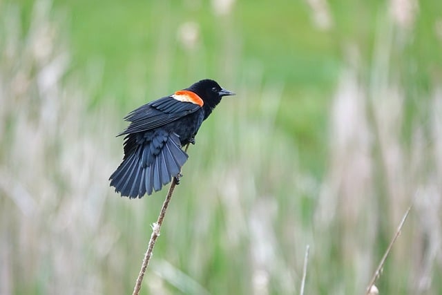 Free download black bird bird perched animal free picture to be edited with GIMP free online image editor