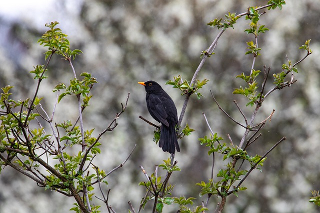 Free download blackbird bird rain spring free picture to be edited with GIMP free online image editor
