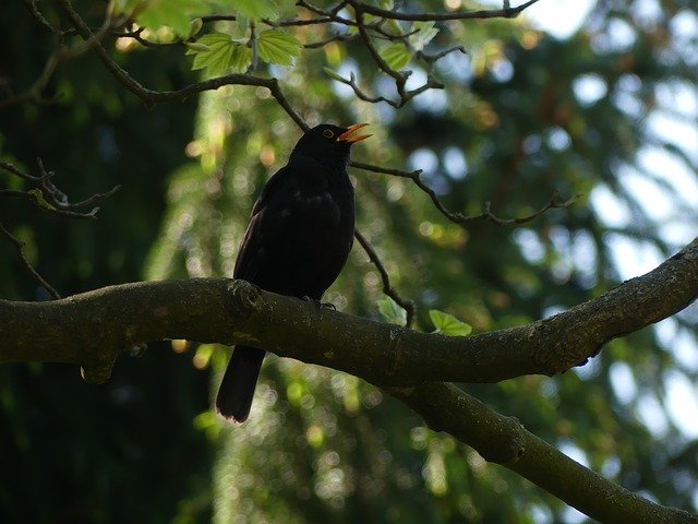 Free download Blackbird Bird Songbird -  free photo or picture to be edited with GIMP online image editor