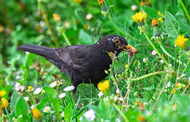 Free download blackbird bird wildlife ornithology free picture to be edited with GIMP free online image editor