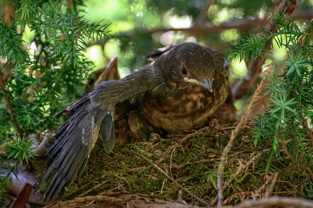 Free download blackbird blackbird chick bird free picture to be edited with GIMP free online image editor