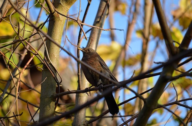 Free download blackbird female bird branch free picture to be edited with GIMP free online image editor
