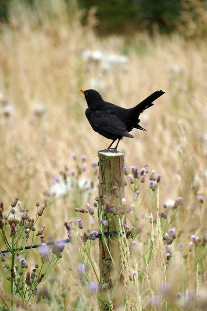 Free picture Blackbird Fr Merula -  to be edited by GIMP free image editor by OffiDocs