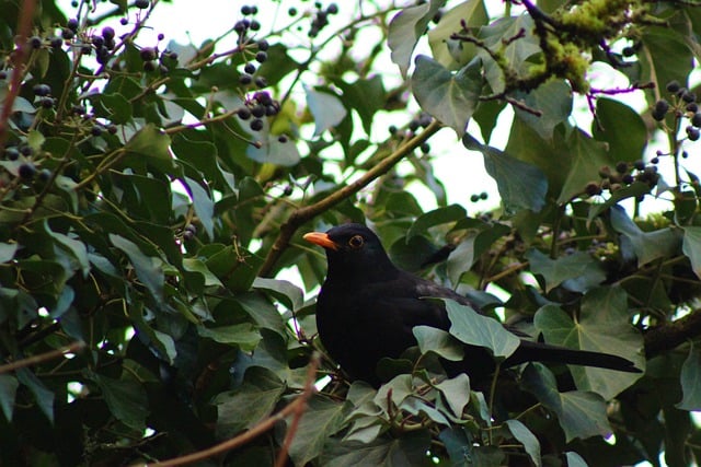 Free download blackbird leafy forest forest free picture to be edited with GIMP free online image editor
