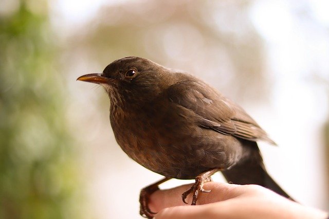 Free download Blackbird Nature Bird free photo template to be edited with GIMP online image editor