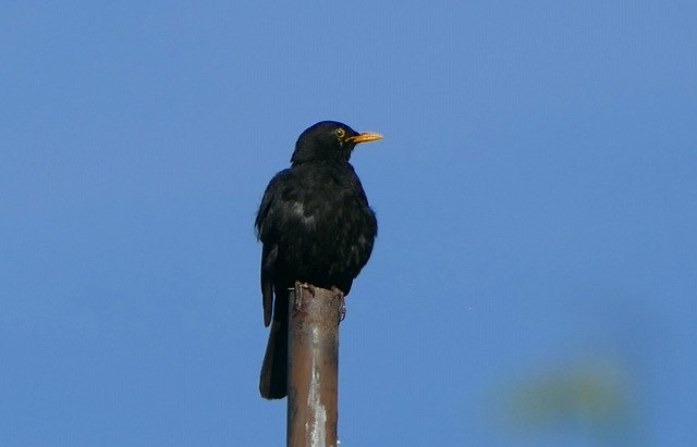 Gratis download Blackbird Nature Close Up - gratis foto of afbeelding om te bewerken met GIMP online afbeeldingseditor