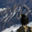 Black Bird Perching in Mountains  screen for extension Chrome web store in OffiDocs Chromium