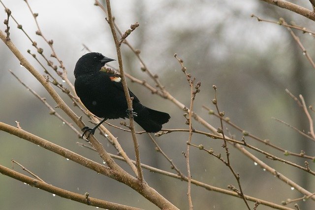 دانلود رایگان قالب عکس رایگان Blackbird Redwing Bird برای ویرایش با ویرایشگر تصویر آنلاین GIMP