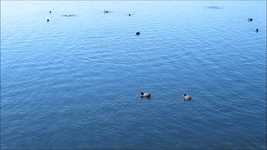 Free download Black Birds Lake Blue -  free video to be edited with OpenShot online video editor